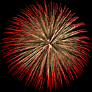 brocade chrysanthemum changing 